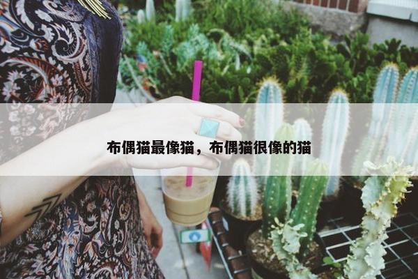 布偶猫最像猫，布偶猫很像的猫