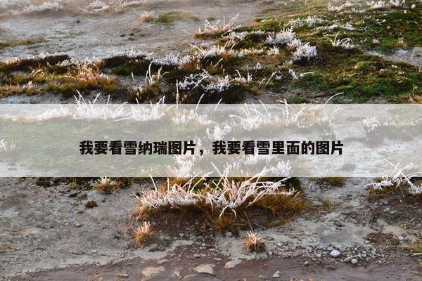 我要看雪纳瑞图片，我要看雪里面的图片