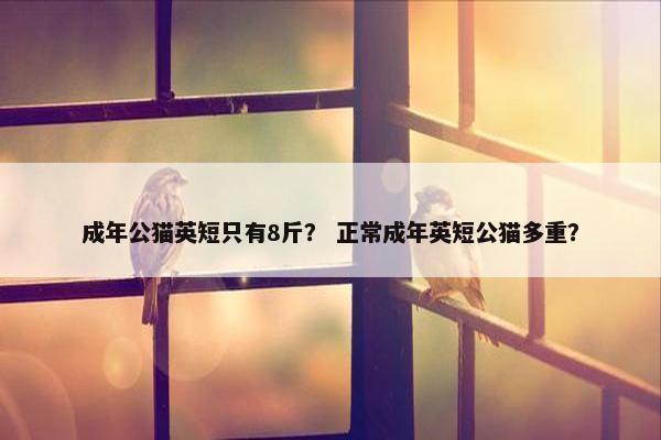 成年公猫英短只有8斤？ 正常成年英短公猫多重？