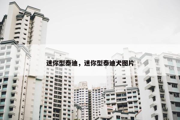 迷你型泰迪，迷你型泰迪犬图片