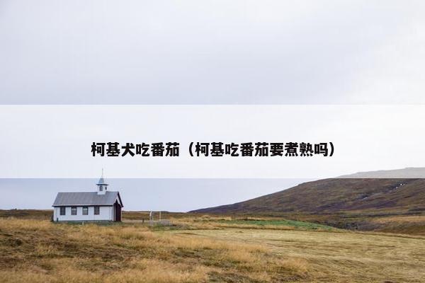 柯基犬吃番茄（柯基吃番茄要煮熟吗）