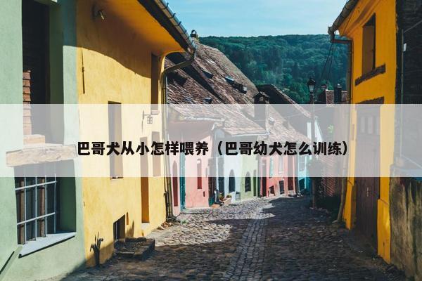 巴哥犬从小怎样喂养（巴哥幼犬怎么训练）