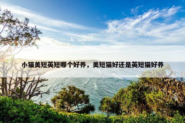 小猫美短英短哪个好养，美短猫好还是英短猫好养
