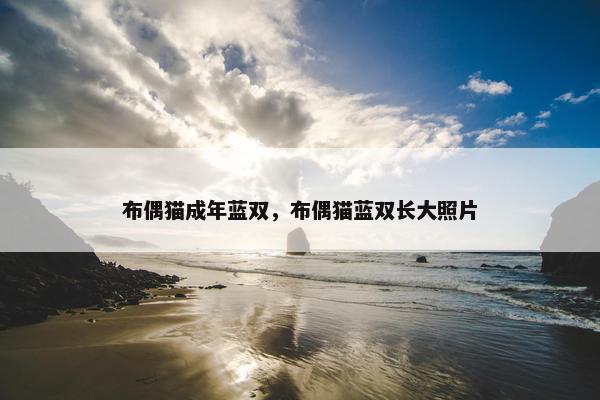 布偶猫成年蓝双，布偶猫蓝双长大照片