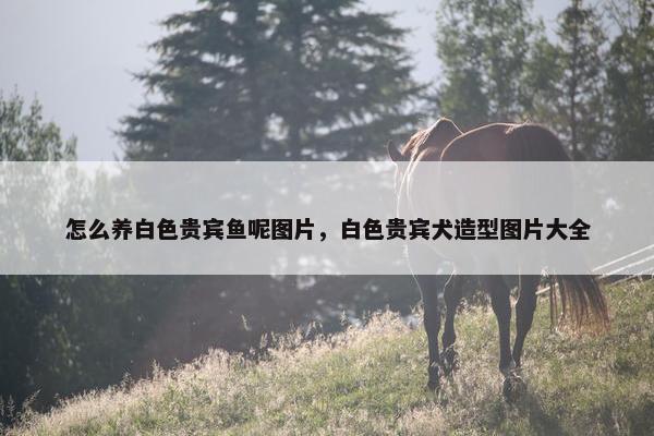 怎么养白色贵宾鱼呢图片，白色贵宾犬造型图片大全