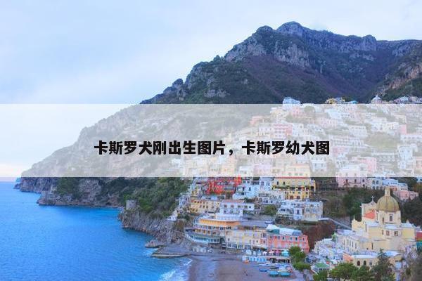 卡斯罗犬刚出生图片，卡斯罗幼犬图