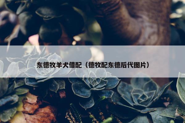 东德牧羊犬借配（德牧配东德后代图片）