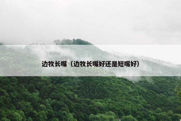 边牧长嘴（边牧长嘴好还是短嘴好）