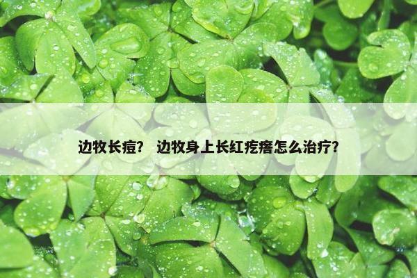 边牧长痘？ 边牧身上长红疙瘩怎么治疗？