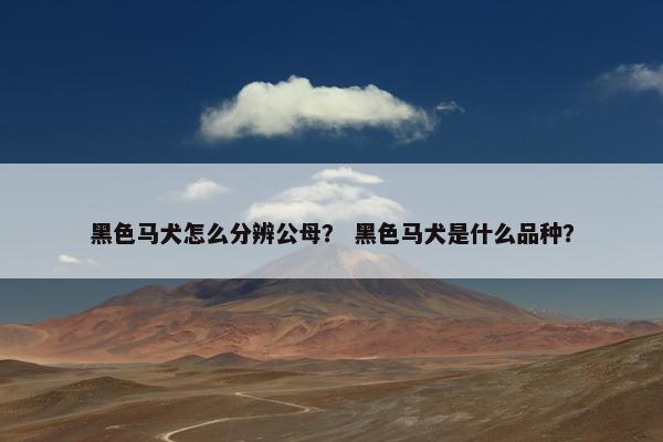 黑色马犬怎么分辨公母？ 黑色马犬是什么品种？
