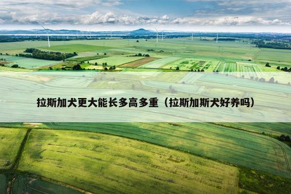 拉斯加犬更大能长多高多重（拉斯加斯犬好养吗）
