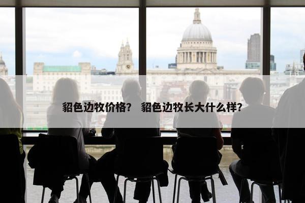 貂色边牧价格？ 貂色边牧长大什么样？