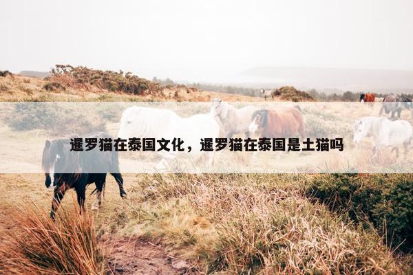 暹罗猫在泰国文化，暹罗猫在泰国是土猫吗