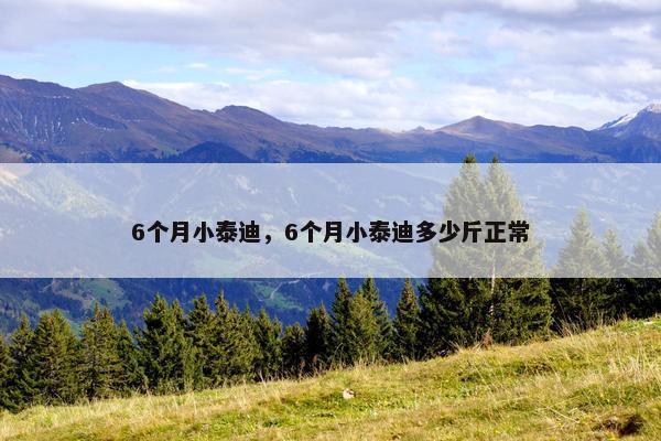 6个月小泰迪，6个月小泰迪多少斤正常