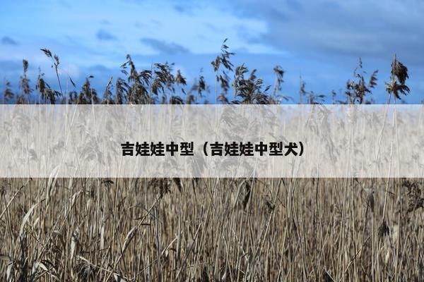 吉娃娃中型（吉娃娃中型犬）