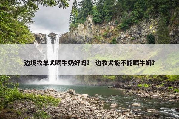 边境牧羊犬喝牛奶好吗？ 边牧犬能不能喝牛奶？