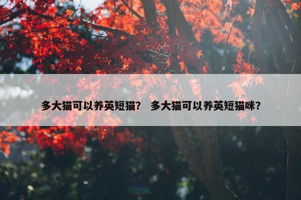 多大猫可以养英短猫？ 多大猫可以养英短猫咪？