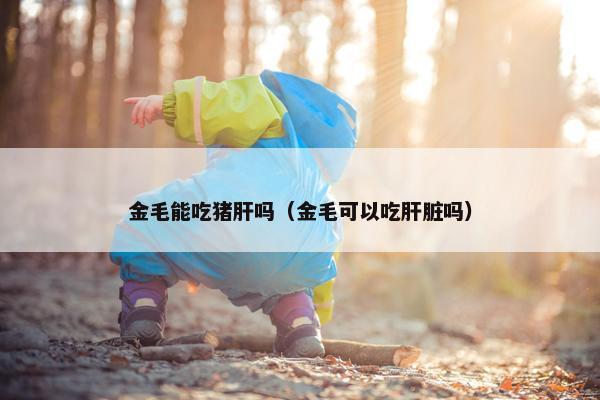 金毛能吃猪肝吗（金毛可以吃肝脏吗）