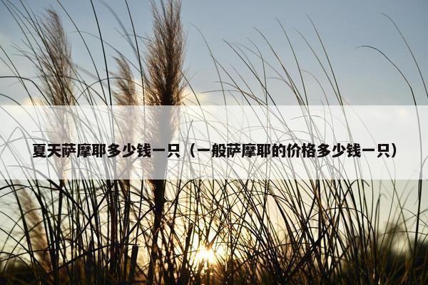 夏天萨摩耶多少钱一只（一般萨摩耶的价格多少钱一只）