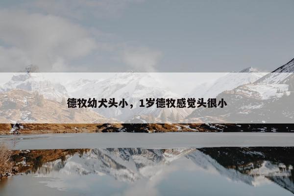 德牧幼犬头小，1岁德牧感觉头很小