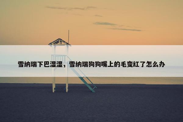 雪纳瑞下巴湿湿，雪纳瑞狗狗嘴上的毛变红了怎么办