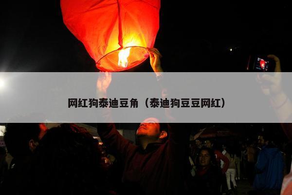 网红狗泰迪豆角（泰迪狗豆豆网红）