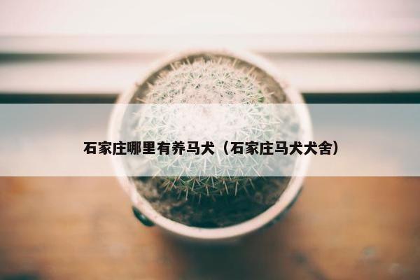 石家庄哪里有养马犬（石家庄马犬犬舍）