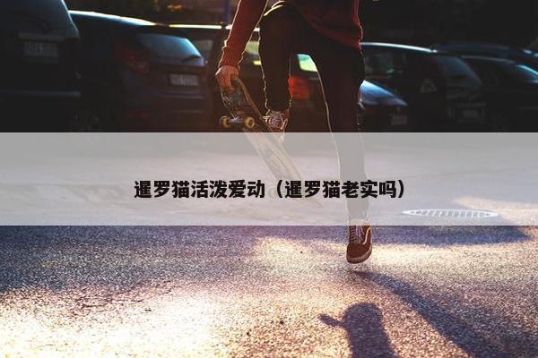 暹罗猫活泼爱动（暹罗猫老实吗）