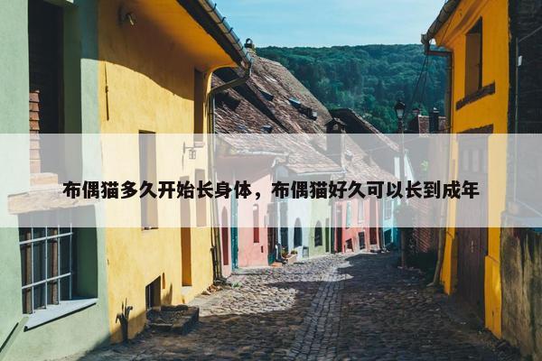 布偶猫多久开始长身体，布偶猫好久可以长到成年