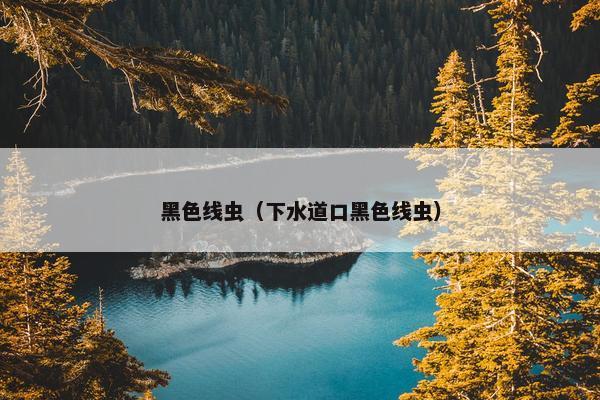 黑色线虫（下水道口黑色线虫）