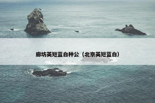 廊坊英短蓝白种公（北京英短蓝白）