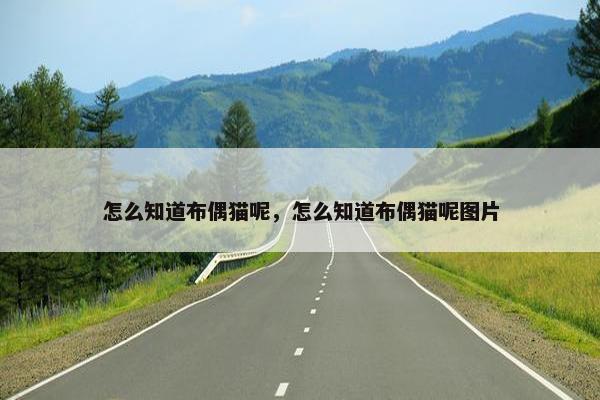 怎么知道布偶猫呢，怎么知道布偶猫呢图片
