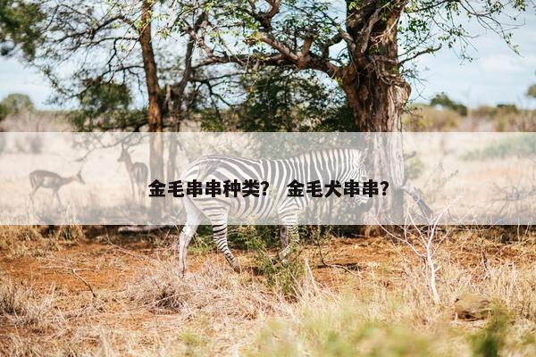 金毛串串种类？ 金毛犬串串？