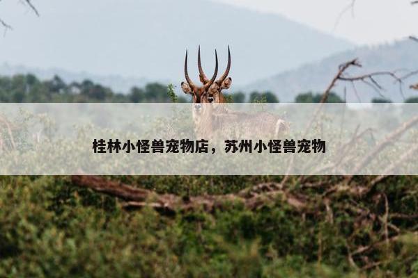 桂林小怪兽宠物店，苏州小怪兽宠物