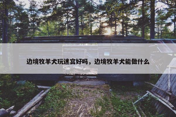边境牧羊犬玩迷宫好吗，边境牧羊犬能做什么