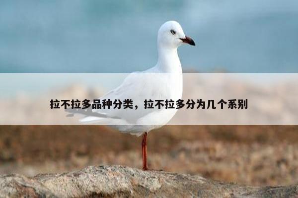 拉不拉多品种分类，拉不拉多分为几个系别