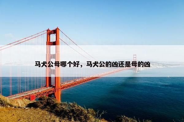 马犬公母哪个好，马犬公的凶还是母的凶