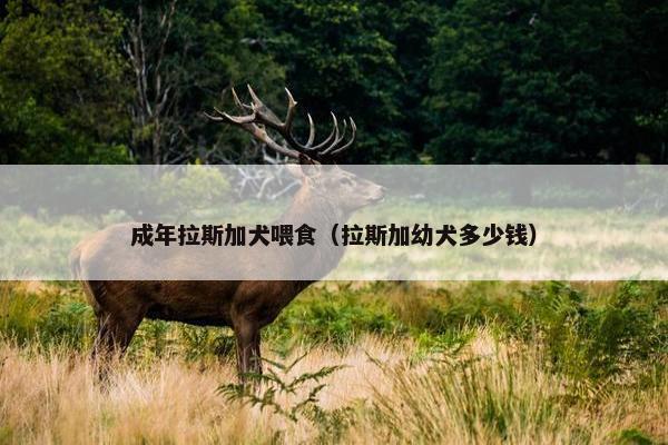成年拉斯加犬喂食（拉斯加幼犬多少钱）