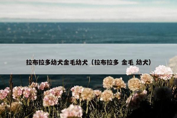 拉布拉多幼犬金毛幼犬（拉布拉多 金毛 幼犬）