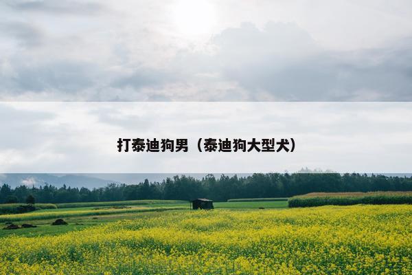 打泰迪狗男（泰迪狗大型犬）