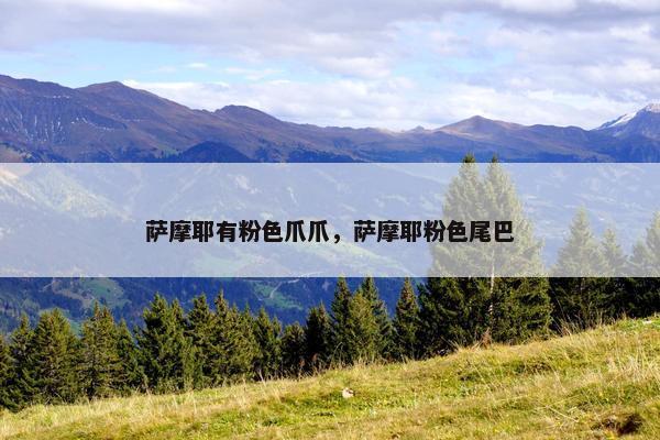 萨摩耶有粉色爪爪，萨摩耶粉色尾巴