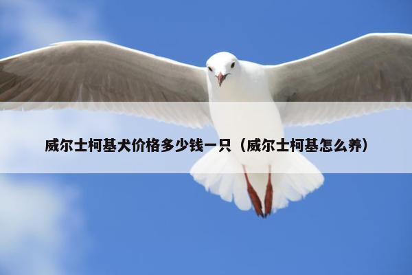 威尔士柯基犬价格多少钱一只（威尔士柯基怎么养）