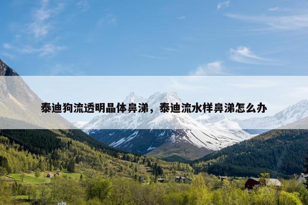 泰迪狗流透明晶体鼻涕，泰迪流水样鼻涕怎么办