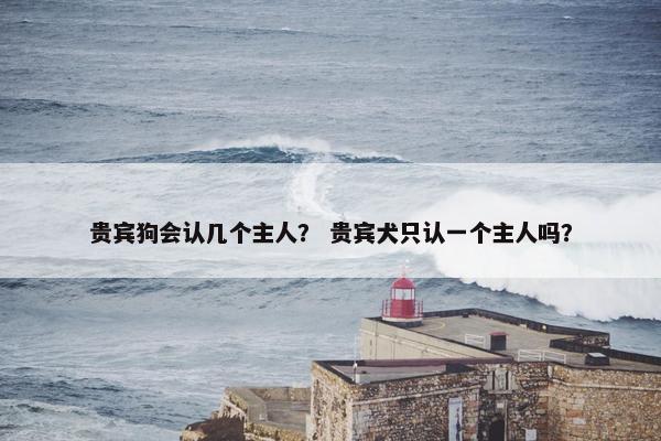 贵宾狗会认几个主人？ 贵宾犬只认一个主人吗？