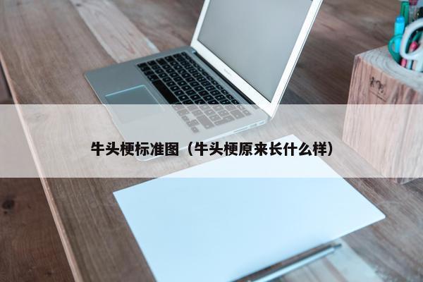 牛头梗标准图（牛头梗原来长什么样）