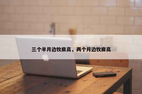 三个半月边牧肩高，两个月边牧肩高