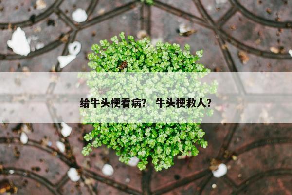 给牛头梗看病？ 牛头梗救人？