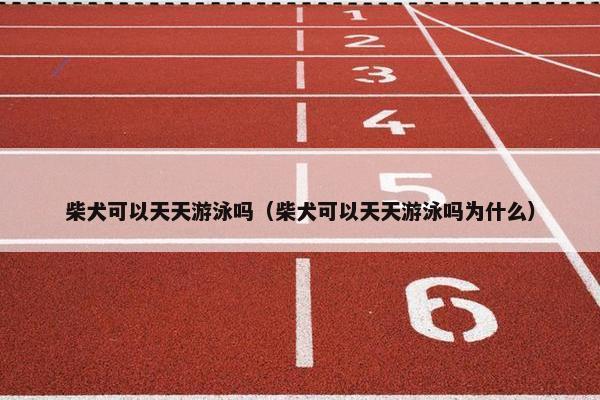 柴犬可以天天游泳吗（柴犬可以天天游泳吗为什么）