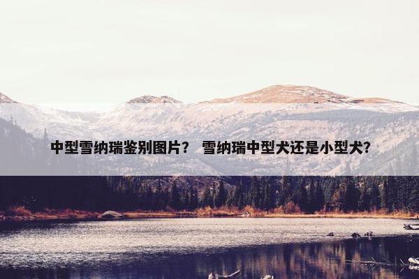 中型雪纳瑞鉴别图片？ 雪纳瑞中型犬还是小型犬？