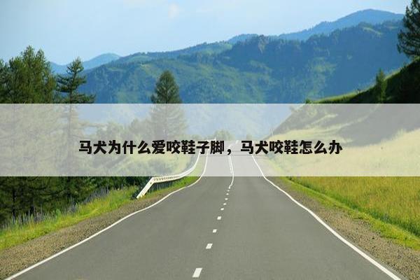 马犬为什么爱咬鞋子脚，马犬咬鞋怎么办